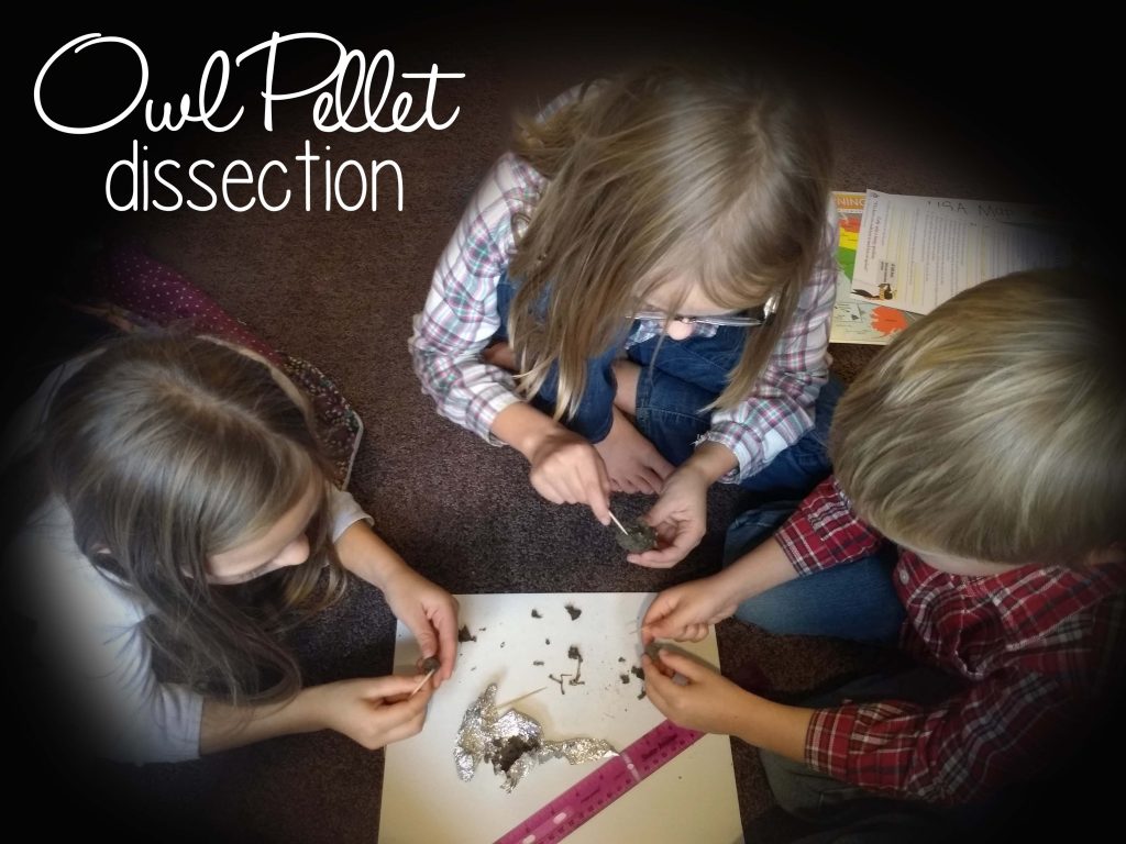Doing owl pellet dissection at home is such a fun science project!