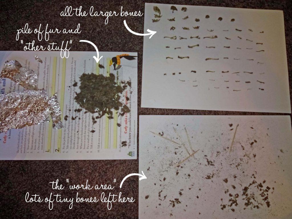 Doing owl pellet dissection at home is such a fun science project!