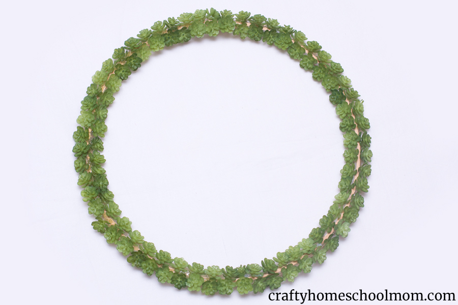 Succulent wreath with all the succulents glued in place.