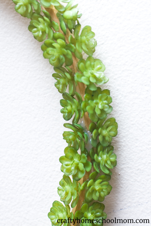 Mini succulents glued to embroidery hoop to make a wreath.